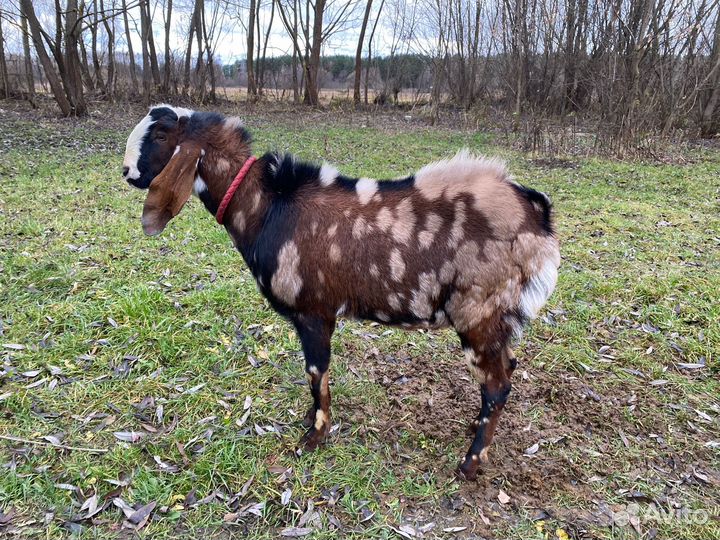 Козел для вязки