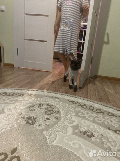 Кошечка бесплатно