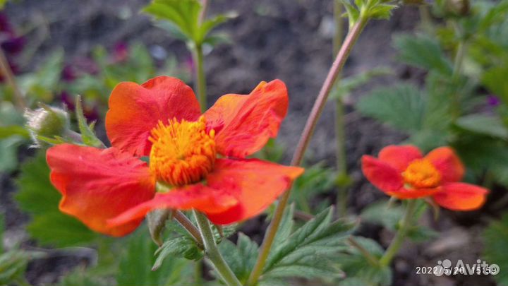 Гравилат Чилийский