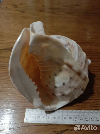 Раковина морская большая