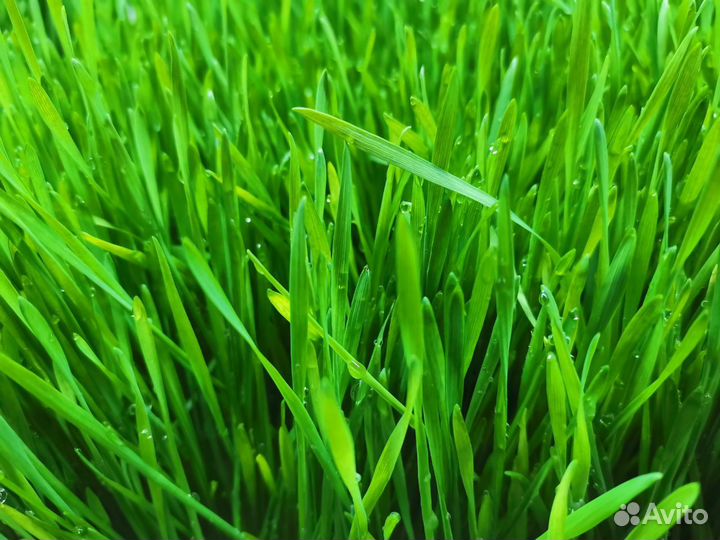 Детокс сок Витграсс