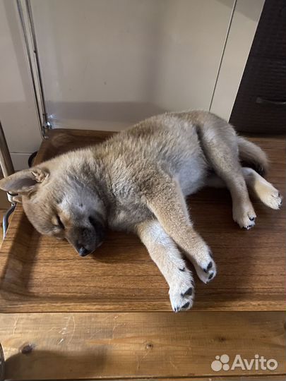 Щенки Сиба ину