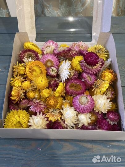 Сухоцветы для творчества