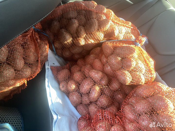 Продам картофель