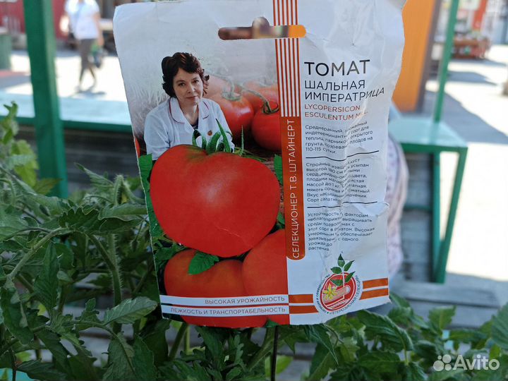 Рассада томатов и перца