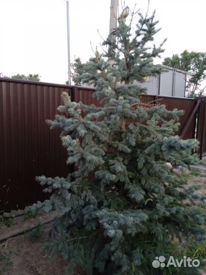 Ель голубая