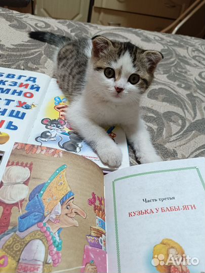 Шотландский вислоухий кот