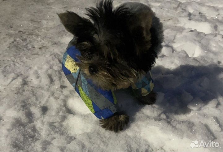 Комбинезон, дублёнка, обувь для маленькой собаки