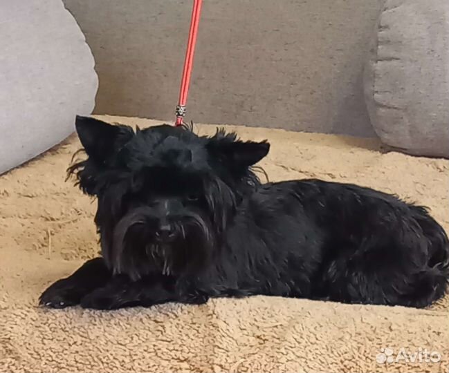 Черные йорки