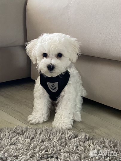 Шлейка + поводок