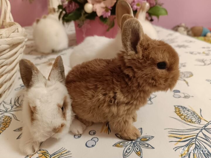 Декоративные кролики