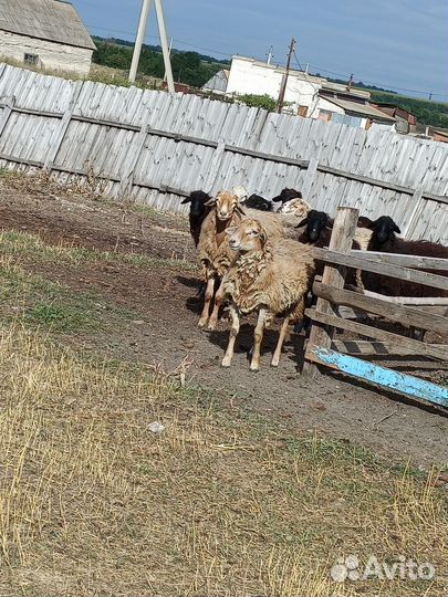 Бараны