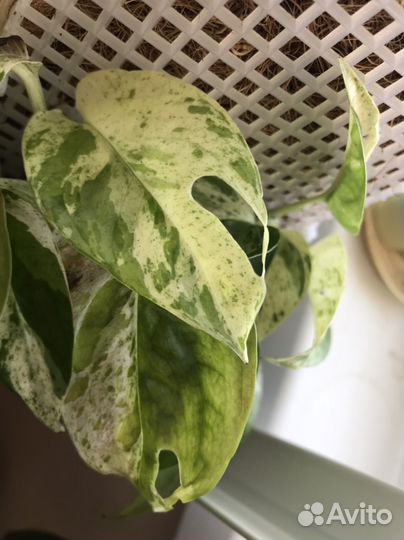 Экзотические комнатные растения