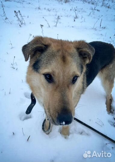 Метис овчарки Хвостик в добрые руки
