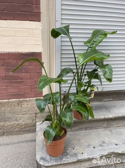 Стрелиция николая