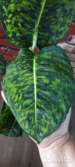 Диффенбахия рефлектор