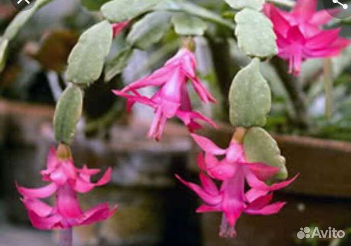 Цветок декабрист