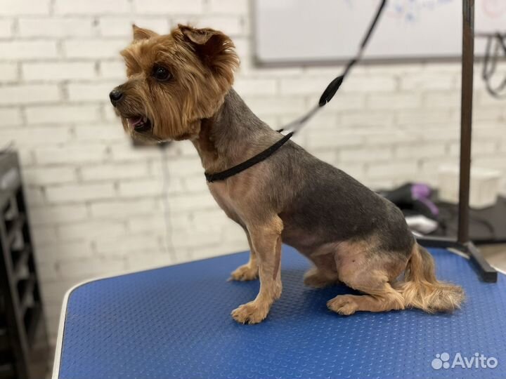 Груминг “CAt & DOg“