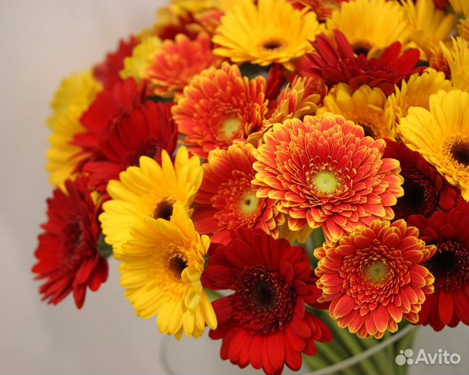 Букет Гербер