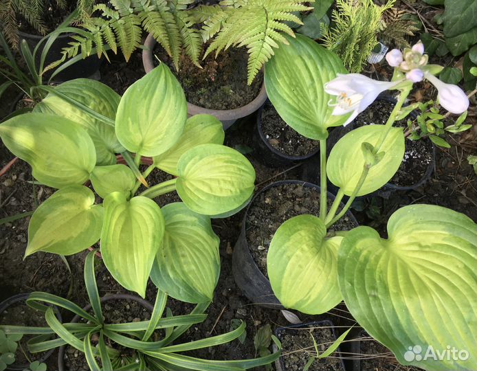 Эти хосты не едят слизни