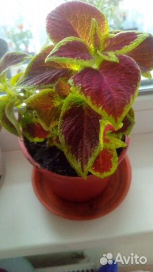 Комнатные цветы колеус