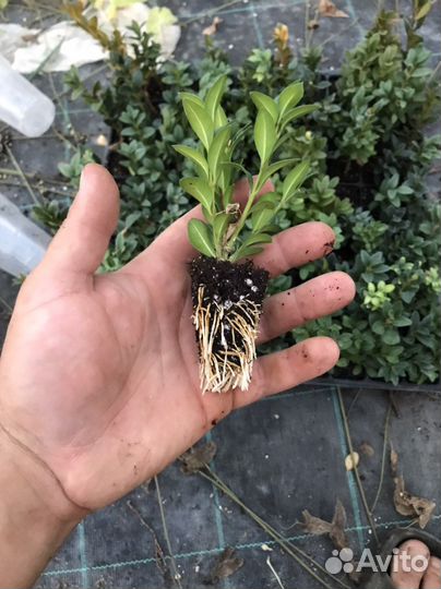 Саженцы самшита