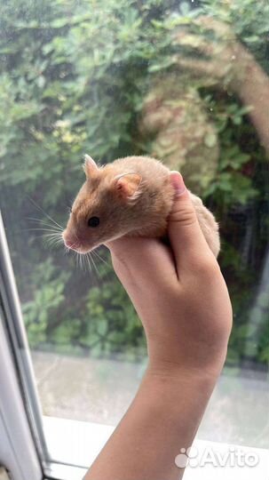 Хомячиха сирийская