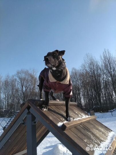 Ошейник для крупной собаки