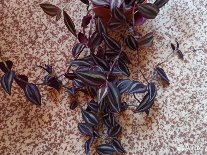 Домашние цветы