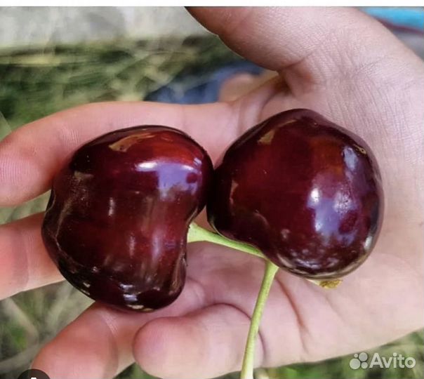 Саженцы персик и черешня