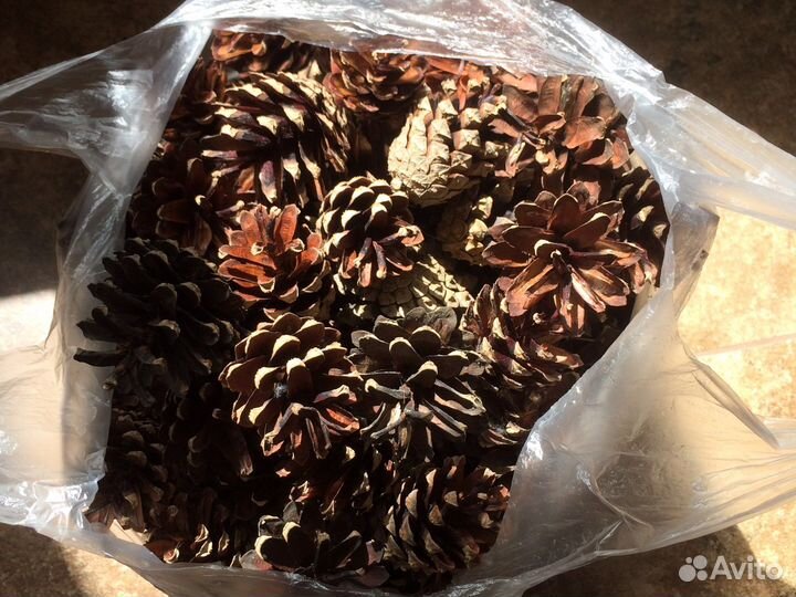 Шишки сосновые