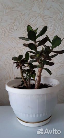 Толстянка-денежное деревце