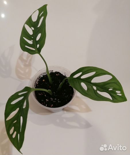 Монстера манки маск