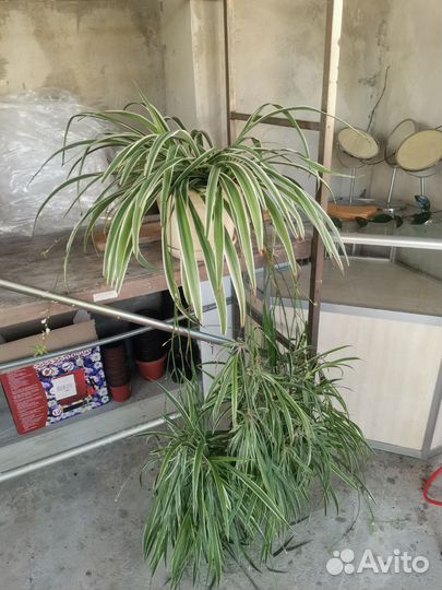 Хлорофитум