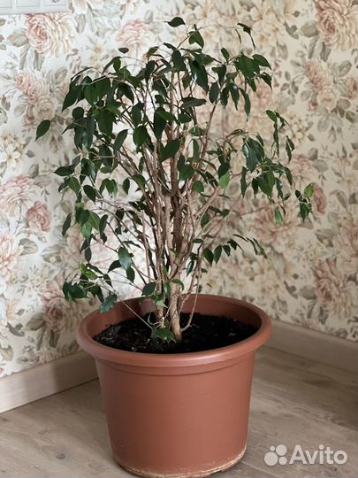 Фикус бенджамина