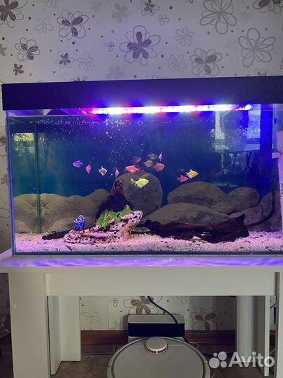 Аквариум с рыбками