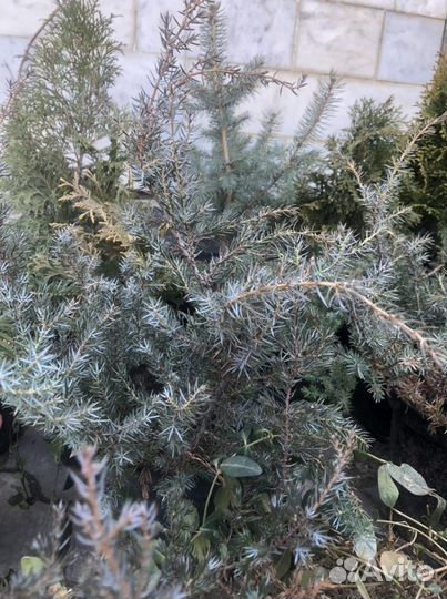 Растения многолетние хвойные