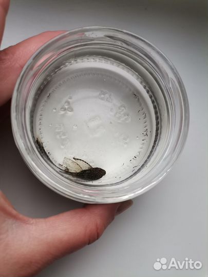 Малышы антрацитусы