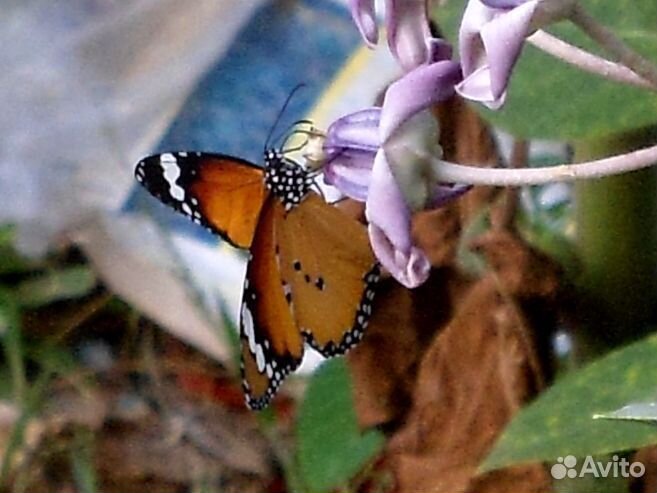 Детская Ферма Живых Тропических Бабочек д/ф-13