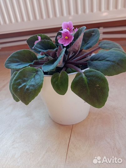 Фиалка в горшке цветущая