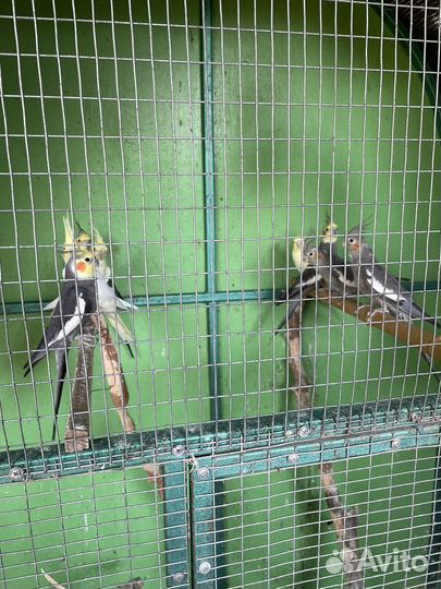 Попугай корелла