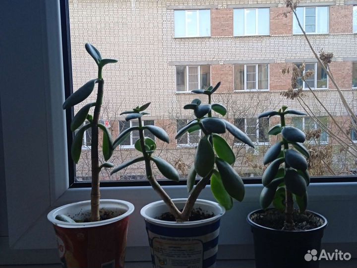 Крассула толстянка