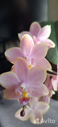Орхидея фаленопсис