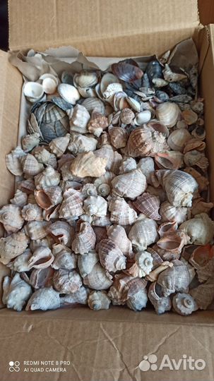 Морские ракушки