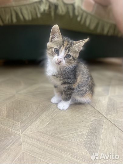 Кошка в дар
