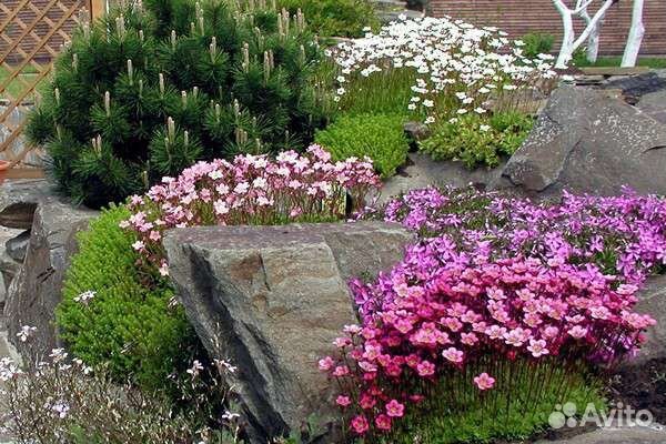 Камнеломка арендса