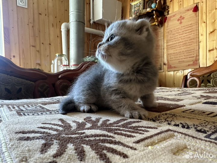 Шотландская вислоухая
