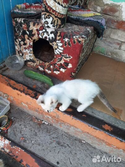 Котята в добрые руки бесплатно