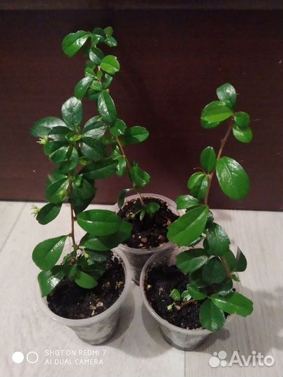 Фиттония, кармона