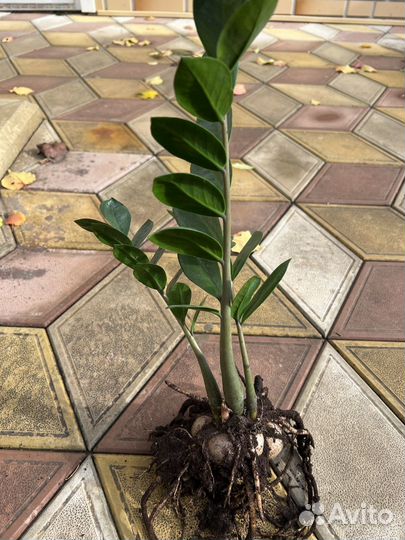 Замиокулькас